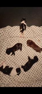 Deze chique charmante dame foto17 heeft haar eerste nestje., Dieren en Toebehoren, Honden | Chihuahua's en Gezelschapshonden, Overige rassen