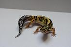 Luipaardgekko 0.1, Dieren en Toebehoren, Hagedis, 0 tot 2 jaar