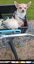 Lieve gratis oppas gezocht, Dieren en Toebehoren, Honden | Chihuahua's en Gezelschapshonden, Parvo, Meerdere, Meerdere dieren