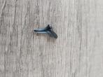 Te koop fossiele haaientand 1,5 centimeter groot, Ophalen of Verzenden, Fossiel