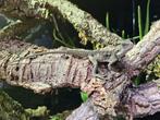 Intellagama lesueurii - Australische wateragaam, Dieren en Toebehoren, Reptielen en Amfibieën, 0 tot 2 jaar, Hagedis, Met terrarium