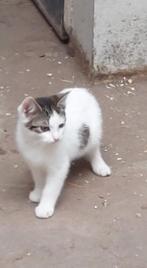 Kittens, Dieren en Toebehoren, Katten en Kittens | Overige Katten, Meerdere dieren, Kortharig, 0 tot 2 jaar