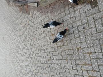 Hanen beschikbaar voor biedingen