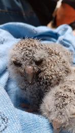 5 Otus Choliba kuikens, Meerdere dieren, Tropenvogel