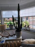 Prachtig gave grote Cactus., Tuin en Terras, Ophalen of Verzenden, Volle zon, Overige soorten, 100 tot 250 cm