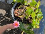 Rode waterlelies te koop, Tuin en Terras, Planten | Tuinplanten, Ophalen, Zomer, Vaste plant, Vijverplanten