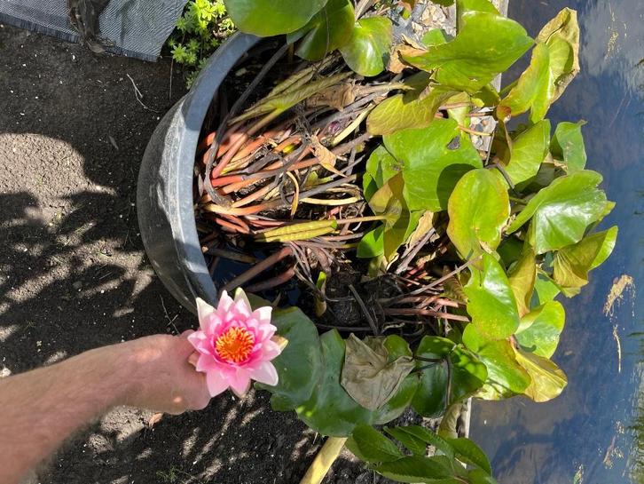 Rode waterlelies te koop, Tuin en Terras, Planten | Tuinplanten, Vaste plant, Vijverplanten, Zomer, Ophalen