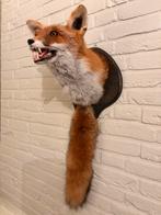 Opgezette vos in de wintervacht, Ophalen