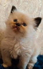 Siberische kittens Beschikbaar 1120E, Dieren en Toebehoren, Meerdere dieren, Gechipt, 0 tot 2 jaar
