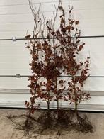 Beuk - Bladhoudend - Fagus sylvatica - Groene beuk - Fagus, Ophalen of Verzenden, Beukenhaag, 100 tot 250 cm