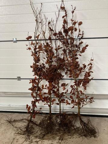 Beuk - Bladhoudend - Fagus sylvatica - Groene beuk - Fagus beschikbaar voor biedingen