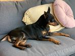 Mooie dwergpincher DEKREU black and tan, Dieren en Toebehoren, Honden | Dekreuen, 6 jaar of ouder, Reu, Eén hond, Nederland