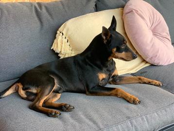 Mooie dwergpincher DEKREU black and tan beschikbaar voor biedingen