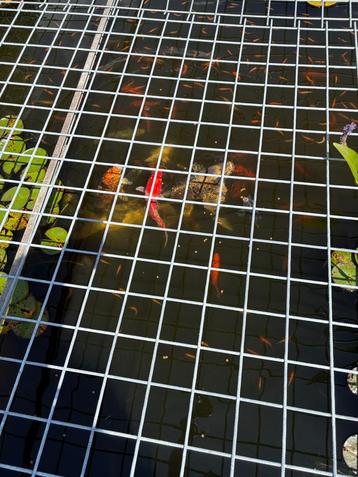 Vijvervissen te koop goudwinde beschikbaar voor biedingen