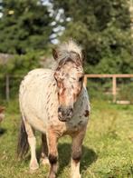 Prachtige Appaloosa Mini Shetlander, Dieren en Toebehoren, Pony's, Ruin, A pony (tot 1.17m), 3 tot 6 jaar, Ontwormd