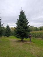 Grote Nordmann Kerstbomen A-Kwaliteit, Tuin en Terras, Ophalen, Overige soorten, 400 cm of meer