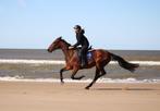 fantastische 4 jarige draver ruin, Dieren en Toebehoren, Paarden, Minder dan 160 cm, Gechipt, Ruin, 3 tot 6 jaar
