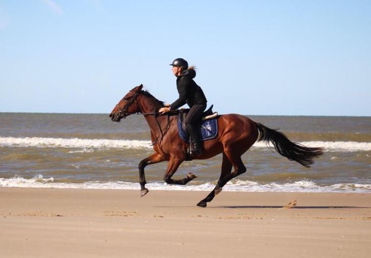 fantastische 4 jarige draver ruin, Dieren en Toebehoren, Paarden, Ruin, Minder dan 160 cm, 3 tot 6 jaar, Recreatiepaard, Met stamboom