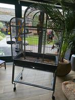 Koppel parkieten met of zonder kooi., Dieren en Toebehoren, Meerdere dieren, Parkiet