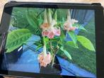 Brugmansia, Ophalen, Zomer, Overige soorten, Volle zon