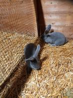 Vlaamse reus, Mannelijk, Groot