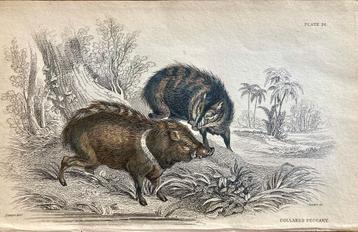 handgekleurde gravures (3) wilde zwijnen beschikbaar voor biedingen