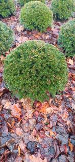 Taxus baccata bollen diverse maten, Tuin en Terras, Ophalen, Taxus, Struik, Minder dan 100 cm