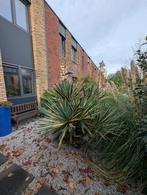 Tuinplanten, Tuin en Terras, Ophalen, Overige soorten, Halfschaduw