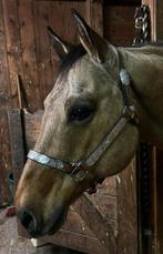 Crates Show Halster, Ophalen of Verzenden, Zo goed als nieuw, Western