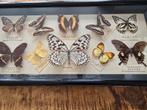 Mooie lijst met opgezette vlinders, Verzamelen, Dierenverzamelingen, Ophalen of Verzenden, Zo goed als nieuw, Insect, Opgezet dier
