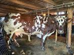 Guste dikbil koe, Dieren en Toebehoren, Runderen, Vrouwelijk, 3 tot 6 jaar