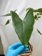 Alocasia Zebrina, Huis en Inrichting, Kamerplanten, Overige soorten, In pot, Minder dan 100 cm, Groene kamerplant
