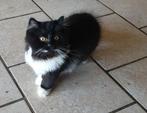 Brits langhaar en korthaar kittens, Dieren en Toebehoren, Katten en Kittens | Raskatten | Korthaar, Meerdere dieren, Gechipt