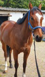 Bruine Engels Volbloed ruin, Dieren en Toebehoren, Paarden, Ruin, Niet van toepassing, 7 tot 10 jaar, 160 tot 165 cm