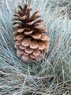 Grote dennenappels maat 14cm ,prijs per stuk, Hobby en Vrije tijd, Knutselen, Ophalen of Verzenden