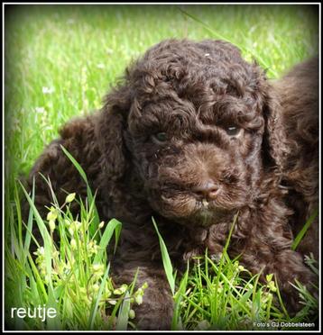 Boompoo pups. ( Boompoo x Poedel ) beschikbaar voor biedingen