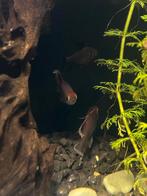 3 Kongozalm, Vis, Zoetwatervis, Schoolvis