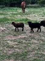 Ouessant rammen, Mannelijk, Schaap