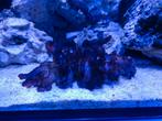 Zee Aquarium koralen., Overige typen, Zoutwatervis