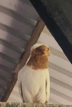 Engelse Nonduiven, Dieren en Toebehoren, Vogels | Duiven, Meerdere dieren