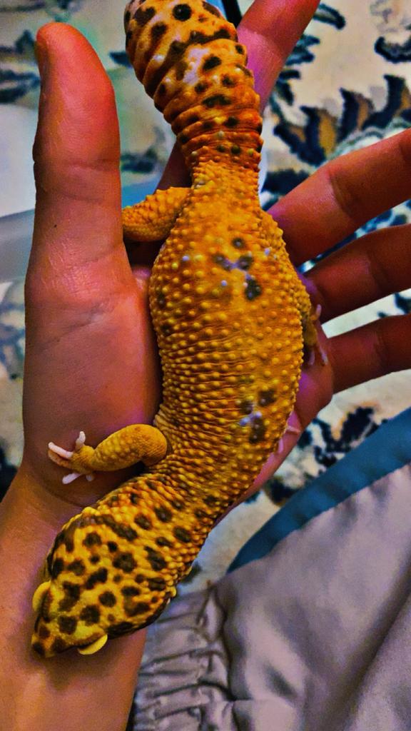 Luipaard gekko, Dieren en Toebehoren, Reptielen en Amfibieën, Hagedis, 0 tot 2 jaar