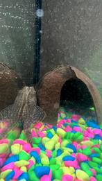 Algeneters, Dieren en Toebehoren, Vissen | Aquariumvissen, Vis