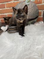 Te koop 2 lieve katertjes en 1 schildpad poesje, Dieren en Toebehoren, 0 tot 2 jaar