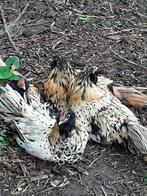 Nederlandse Uilebaarden, Dieren en Toebehoren, Pluimvee, Meerdere dieren, Kip