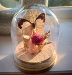 Vlinder in stolp - Taxidermie, Ophalen of Verzenden, Nieuw, Insect, Opgezet dier