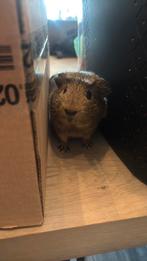 Cavia ( beertje), Mannelijk, Cavia, Voor 1 juli 2024, Tam