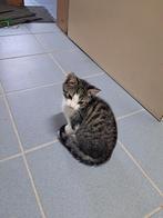 Te koop jonge kater, Dieren en Toebehoren, Katten en Kittens | Raskatten | Korthaar, Kater, Ontwormd, 0 tot 2 jaar
