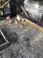 Welsumers kippen 7x, Dieren en Toebehoren, Pluimvee, Vrouwelijk, Kip