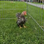 Ayam serama haantje, Dieren en Toebehoren, Pluimvee, Mannelijk, Kip