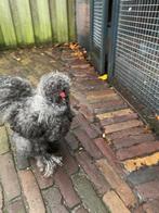 Tamme zijdehoen haantje, gratis op te halen., Dieren en Toebehoren, Pluimvee, Mannelijk, Kip